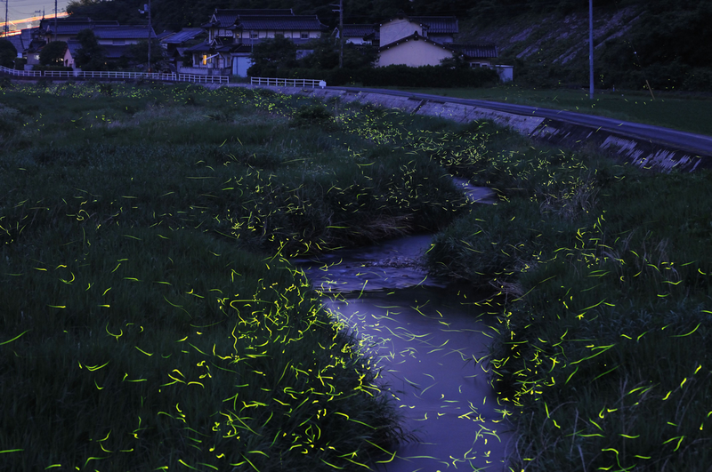 Illustration for article titled An incredible, time-lapse vision of fireflies in the wild